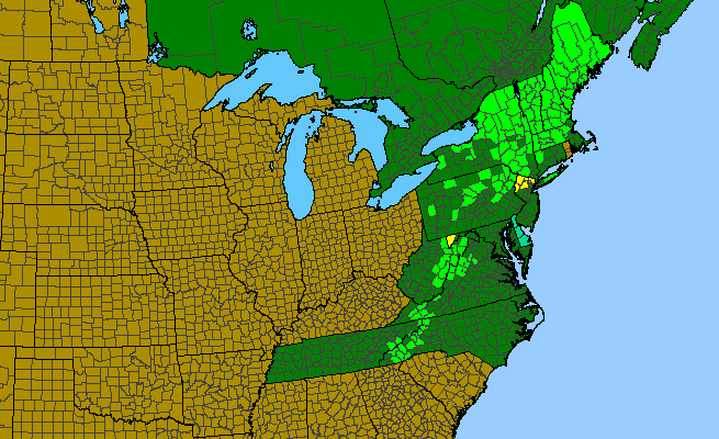 The range of Picea rubens